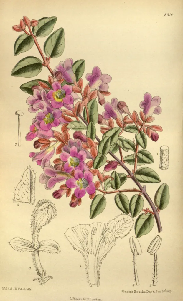 abélia jednokvetá (Abelia uniflora) – typický vzhľad, fotografia rastliny