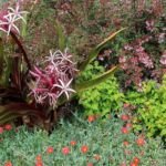 Abelie 'Edward Goucher' (Abelia 'Edward Goucher') – Pflanzenfoto