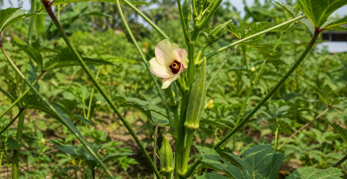 Abelmoschus caillei – Pflanzenfoto
