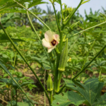Abelmoschus caillei – (Abelmoschus caillei) – Pflanzenfoto