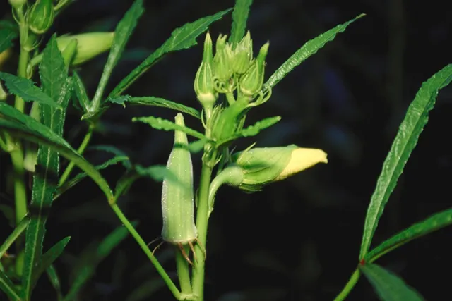 Okra (Abelmoschus esculentus) – characteristic appearance, plant photo