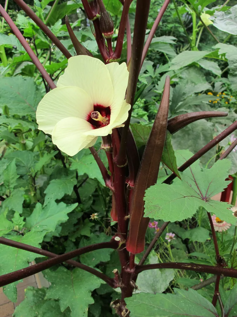 Okra (Abelmoschus esculentus) – in a garden setting, plant photo