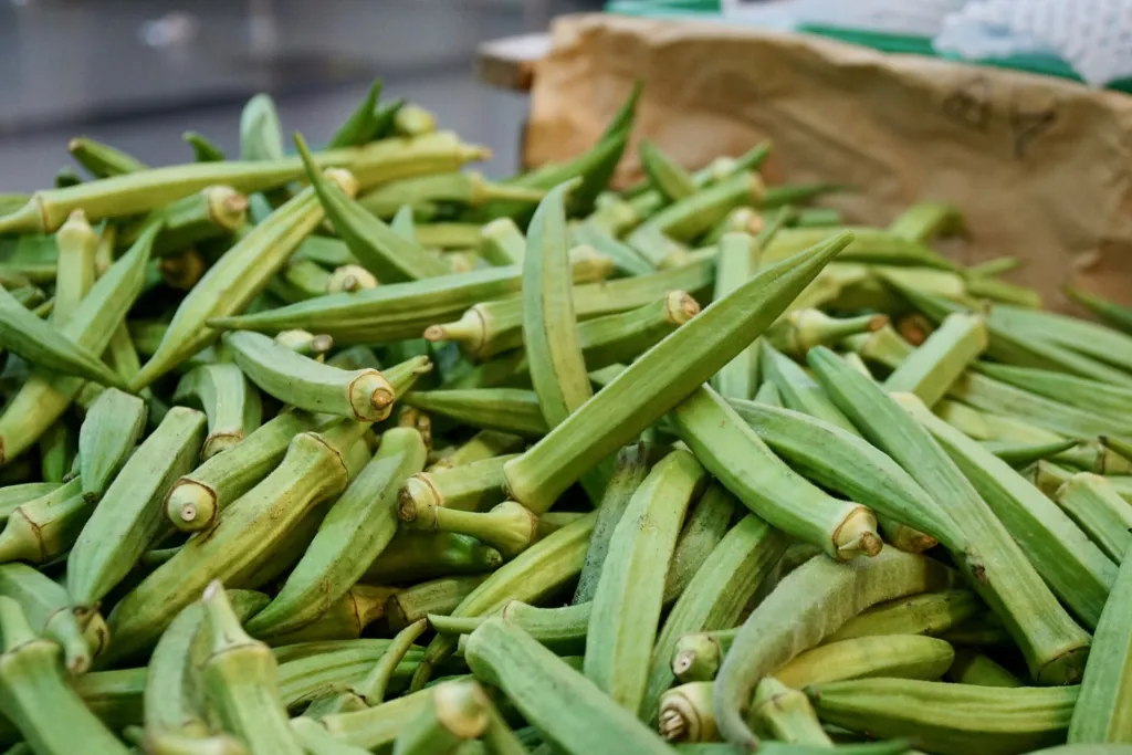 Okra (Abelmoschus esculentus) – characteristic appearance, plant photo