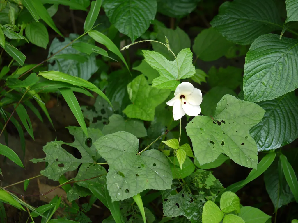 ibištek maniokový (Abelmoschus manihot) – kvety zblízka, fotografia rastliny