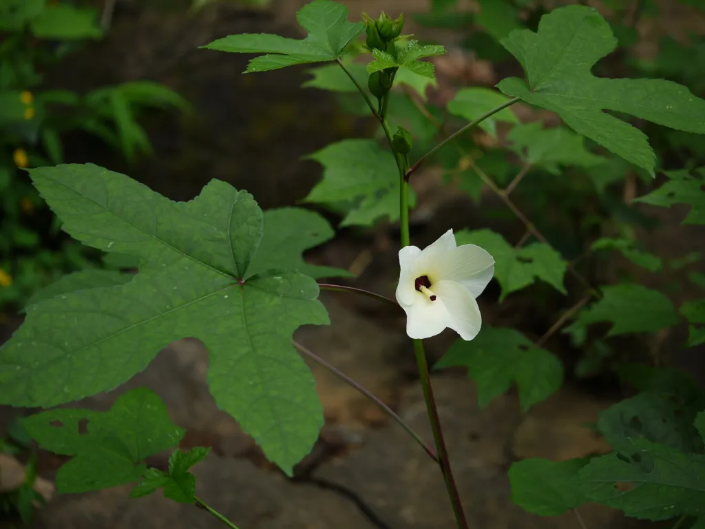 ibištek maniokový (Abelmoschus manihot) – kvety zblízka, fotografia rastliny