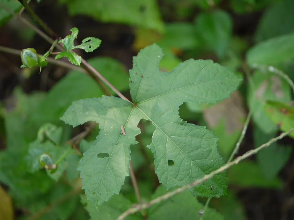 ibištek maniokový (Abelmoschus manihot) – kvety zblízka, fotografia rastliny
