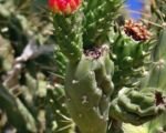Abrojo (Cylindropuntia imbricata) – Pflege