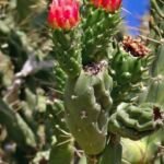 Abrojo (Cylindropuntia imbricata) – Pflanzenfoto