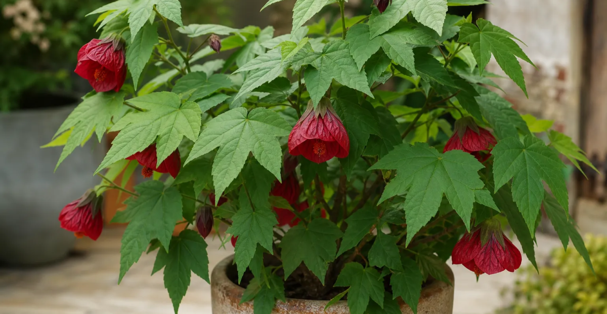 Abutilon 'Ashford Red' – Pflanzenfoto