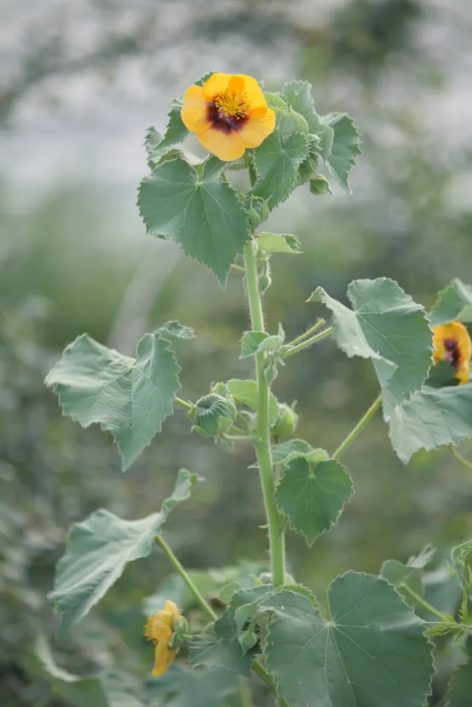 Abutilon care guide (Abutilon) – flowers in close-up, plant photo