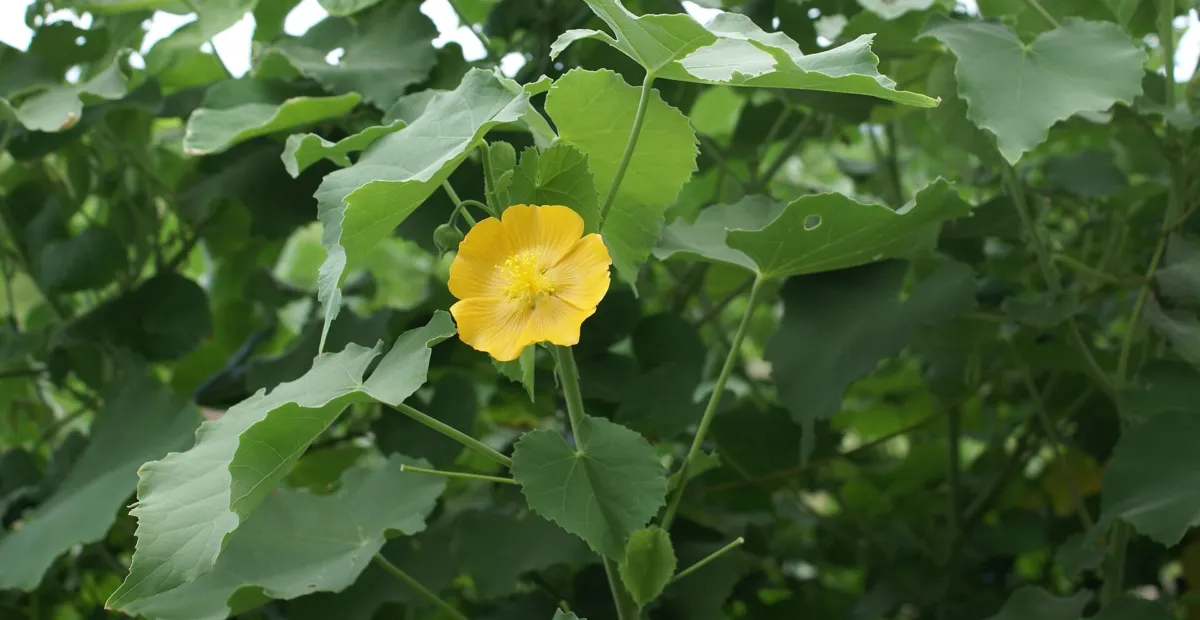 Abutilon – plant photo