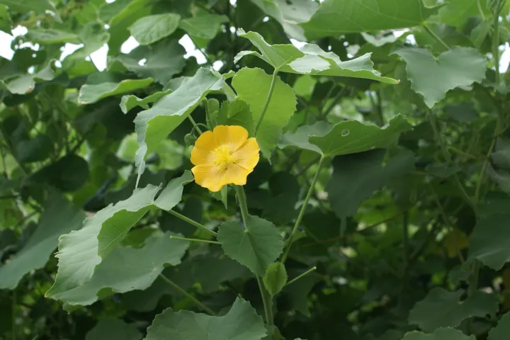 Abutilon