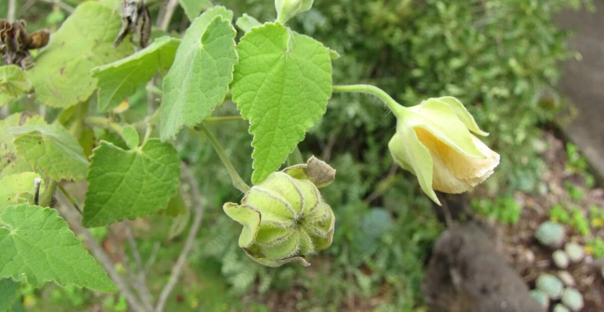 Abutilon grandifolium – Pflanzenfoto