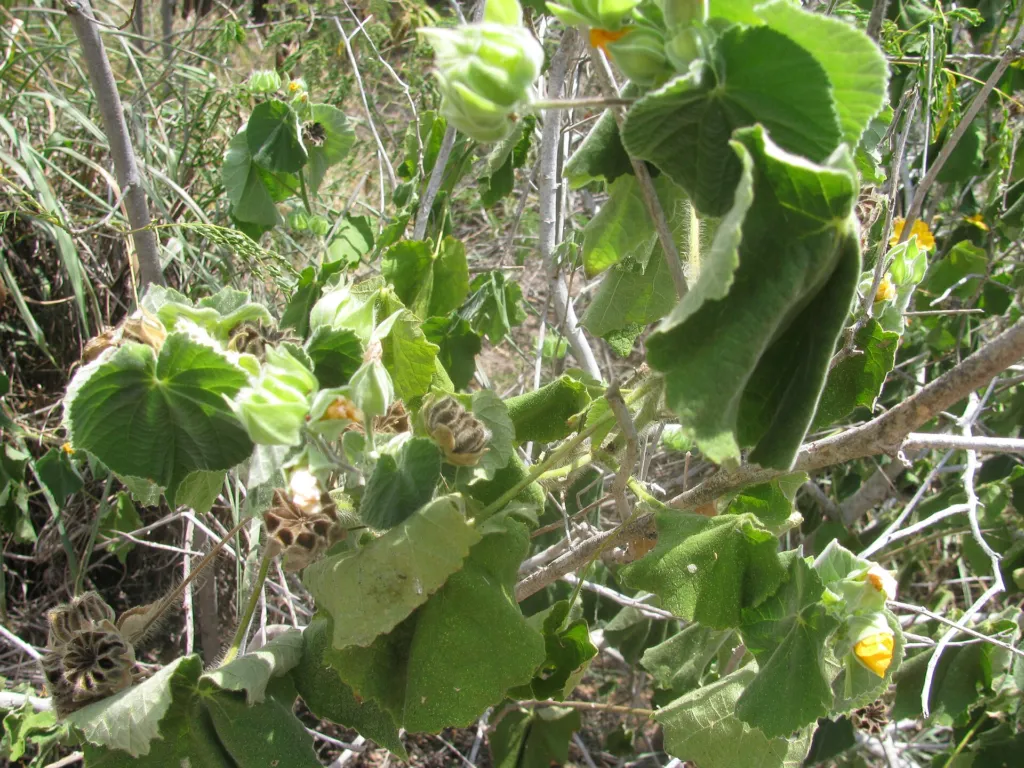 Abutilon grandifolium – (Abutilon grandifolium) – Blüten in Nahaufnahme, Pflanzenfoto