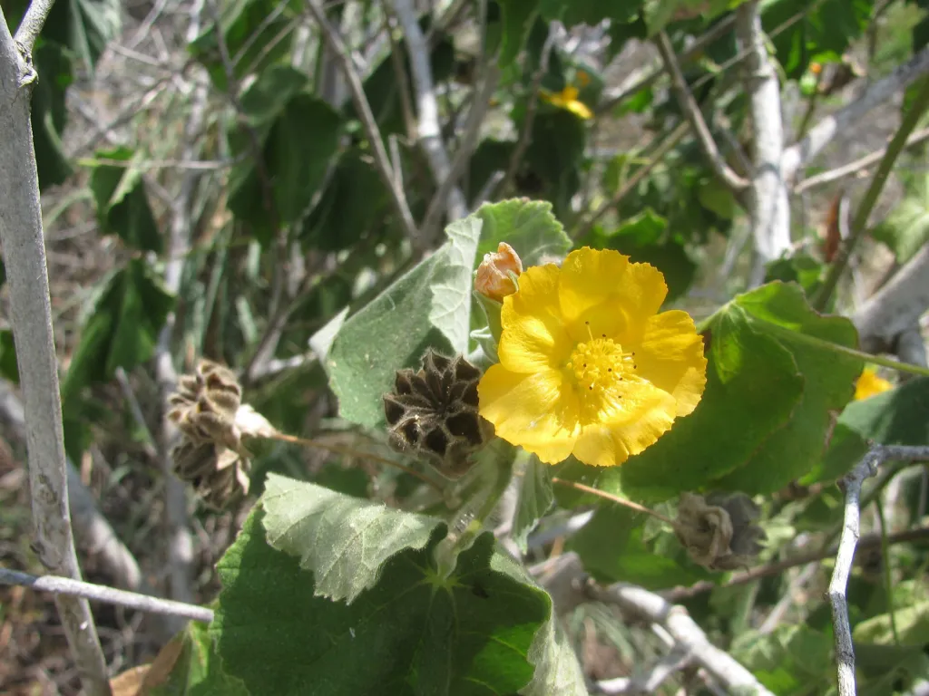Abutilon grandifolium – (Abutilon grandifolium) – Blüten in Nahaufnahme, Pflanzenfoto