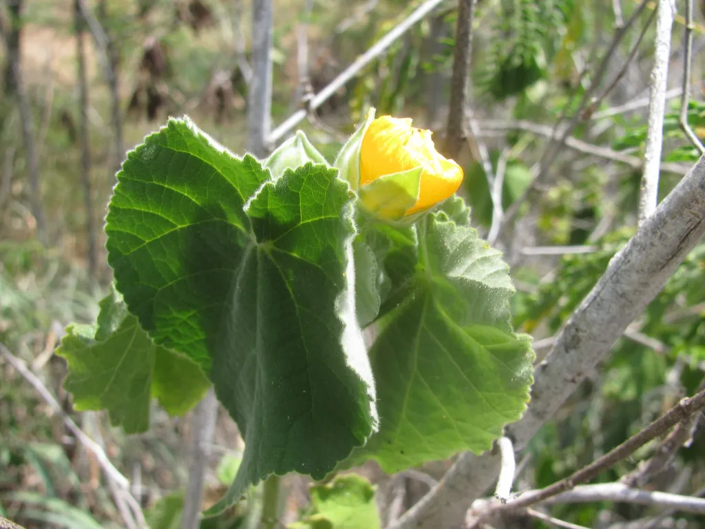 Abutilon grandifolium – (Abutilon grandifolium) – Blüten in Nahaufnahme, Pflanzenfoto