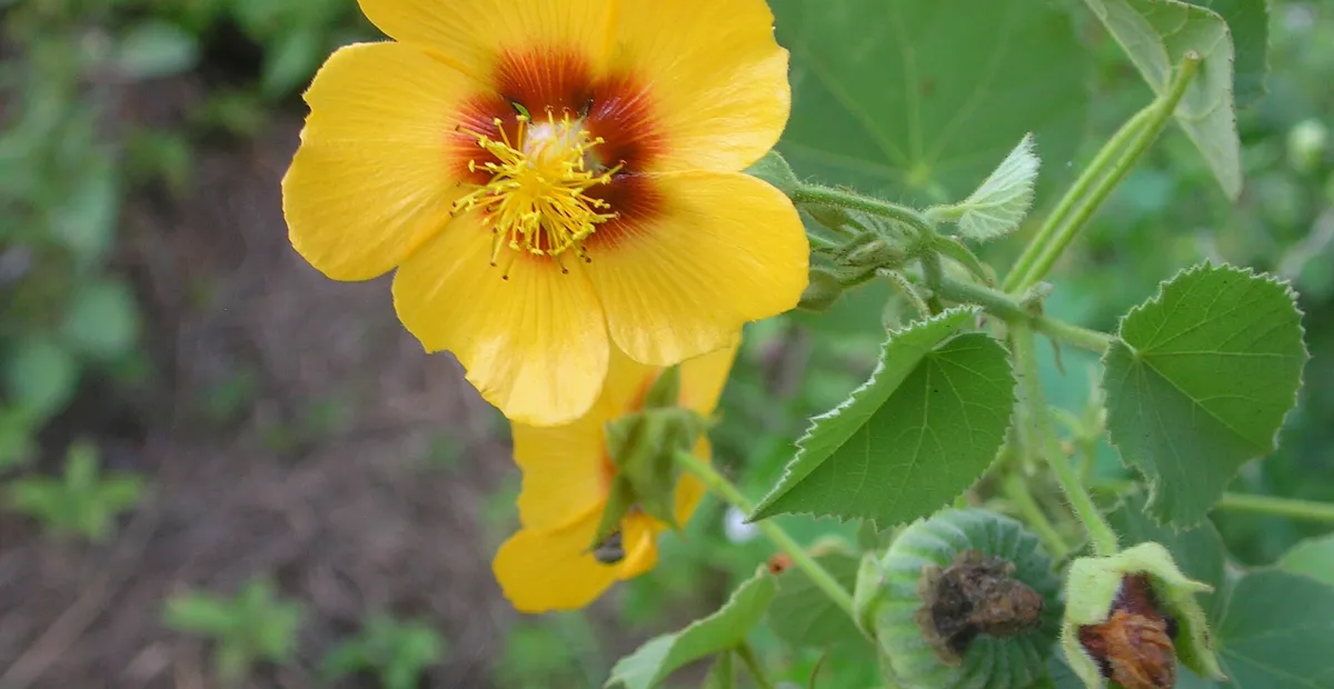 Florida Keys Indian mallow (Abutilon hirtum) – plant photo