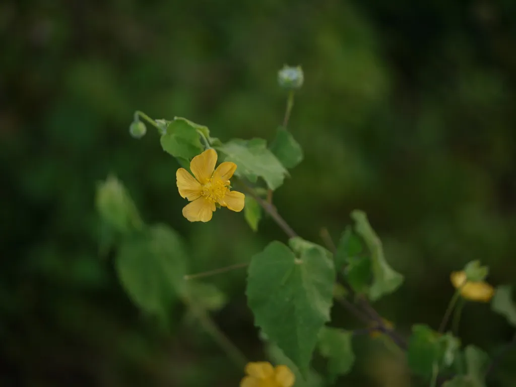 Abutilon indicum – flowers in close-up, plant photo