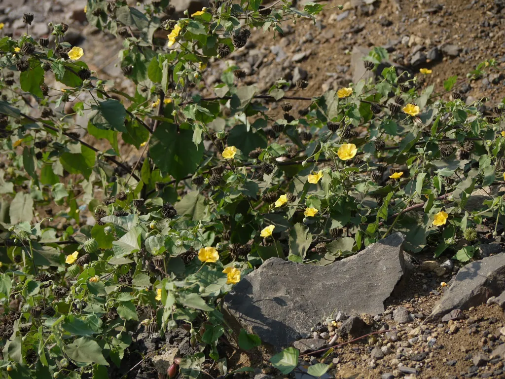Abutilon indicum – flowers in close-up, plant photo