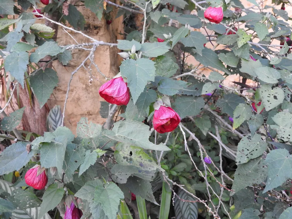 Abutilon ‘Nabob’ (Abutilon 'Nabob') – flowers in close-up, plant photo