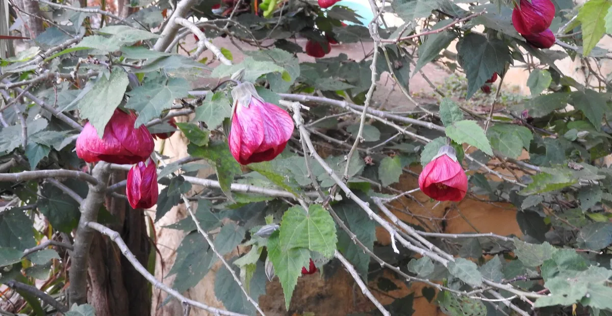 Abutilon 'Nabob' – plant photo