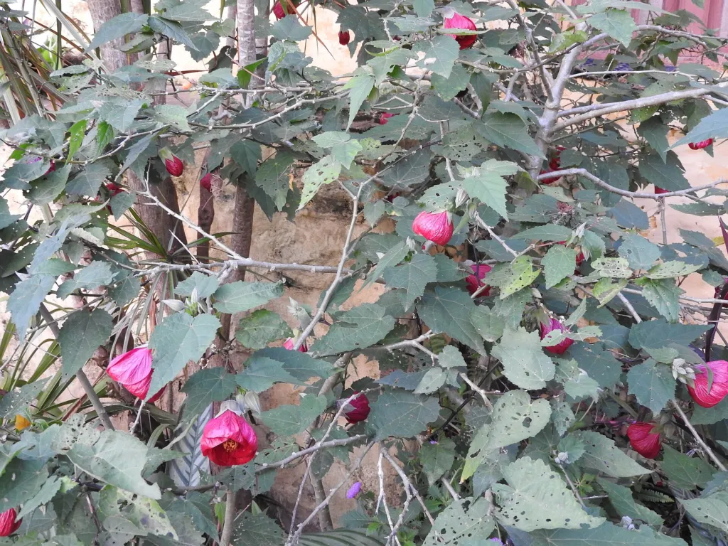 Abutilon ‘Nabob’ (Abutilon 'Nabob') – flowers in close-up, plant photo