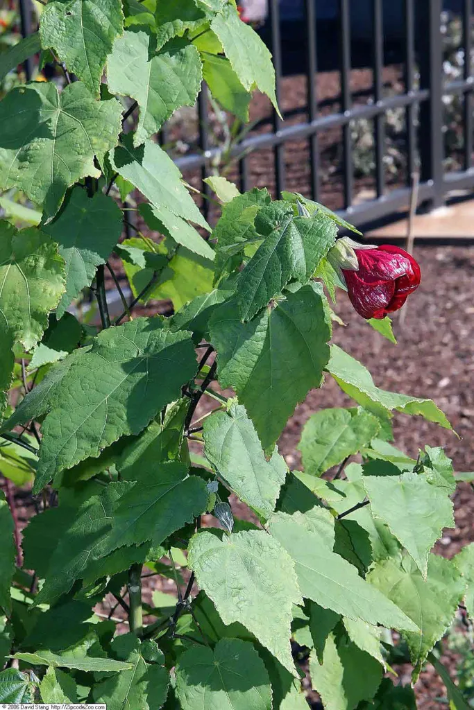Abutilon ‘Nabob’ (Abutilon 'Nabob') – in a garden setting, plant photo
