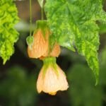 Abutilon pictum 'Thompsonii' – fotografia rastliny