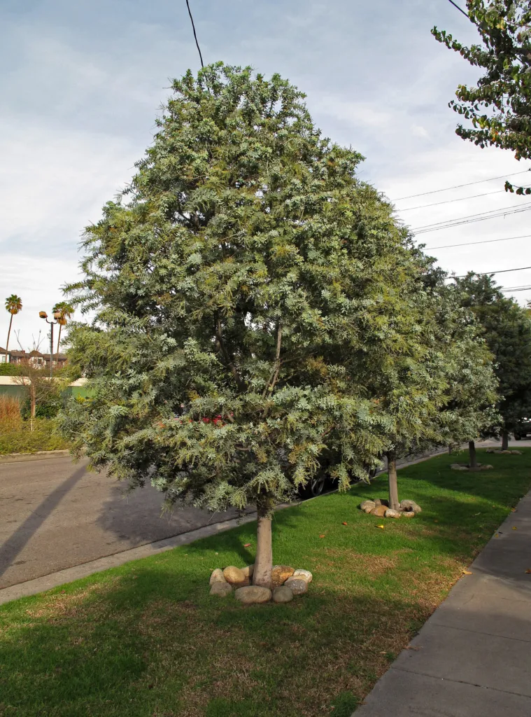 akácia Baileyho (Acacia baileyana) – prirodzený rastový habitus, fotografia rastliny