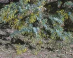 Cootamundra wattle (Acacia baileyana) care guide