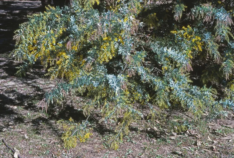 Acacia baileyana