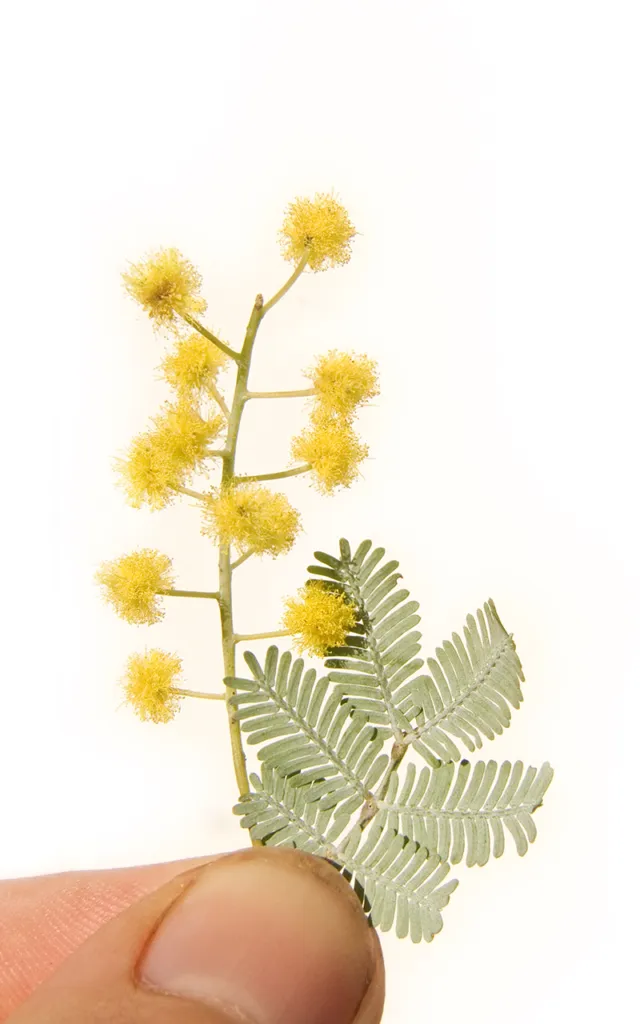 akácia Baileyho (Acacia baileyana) – kvety zblízka, fotografia rastliny