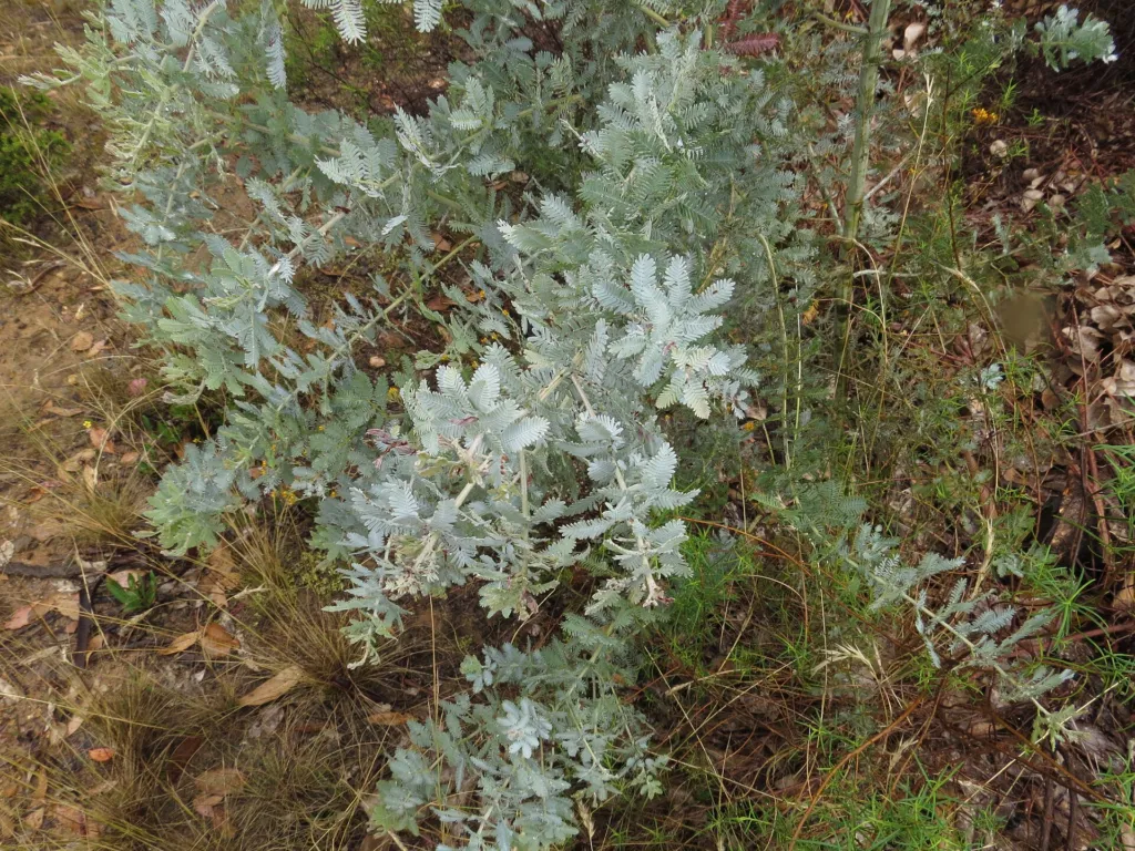 akácia Baileyho (Acacia baileyana) – typický vzhľad, fotografia rastliny