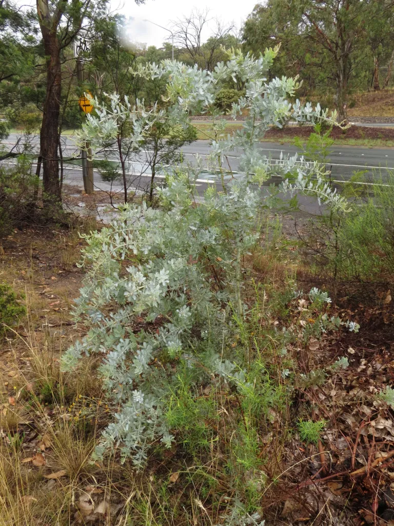 akácia Baileyho (Acacia baileyana) – typický vzhľad, fotografia rastliny