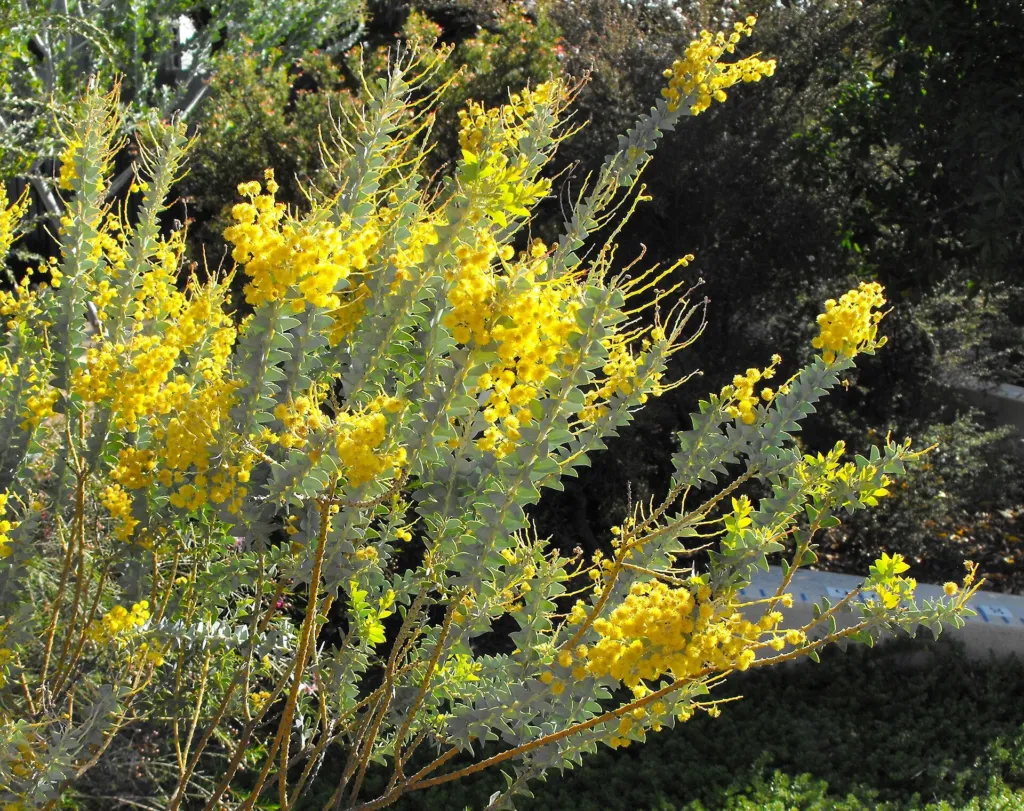 Acacia cultriformis – pestovanie a (Acacia cultriformis) – listy a výhonky, fotografia rastliny
