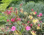 Knife-leaf Wattle (Acacia cultriformis) care guide