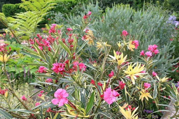 Acacia cultriformis