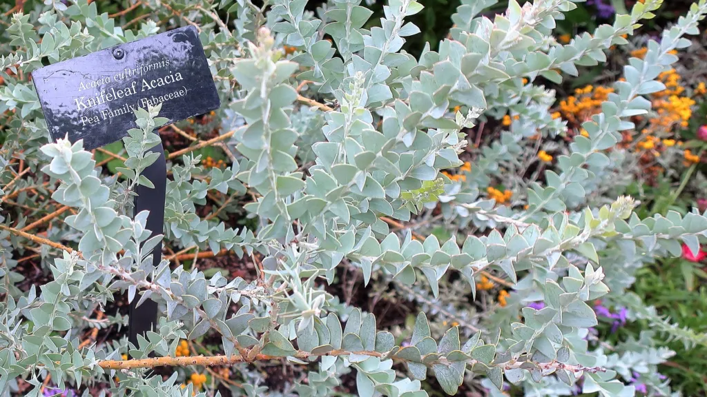 Acacia cultriformis – pestovanie a (Acacia cultriformis) – v záhrade, fotografia rastliny