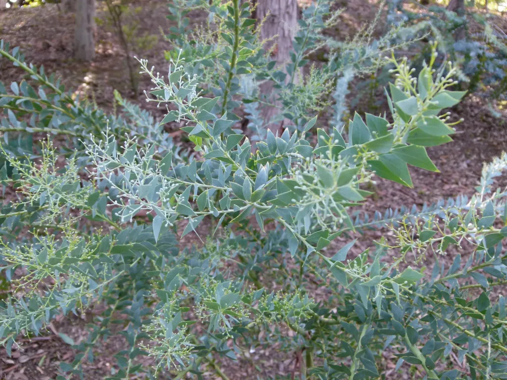 Acacia cultriformis – pestovanie a (Acacia cultriformis) – typický vzhľad, fotografia rastliny