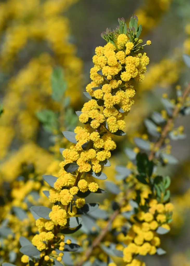 Acacia cultriformis – pestovanie a (Acacia cultriformis) – typický vzhľad, fotografia rastliny