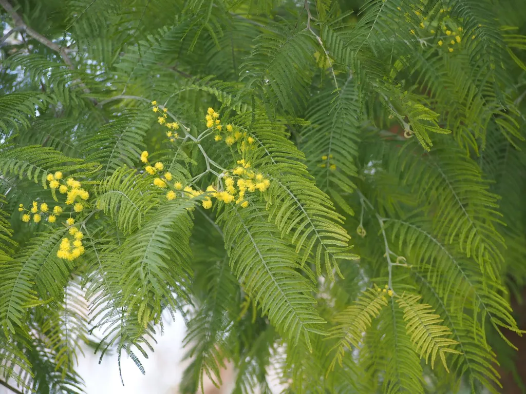Silberakazie (Acacia dealbata) – im Garten, Pflanzenfoto