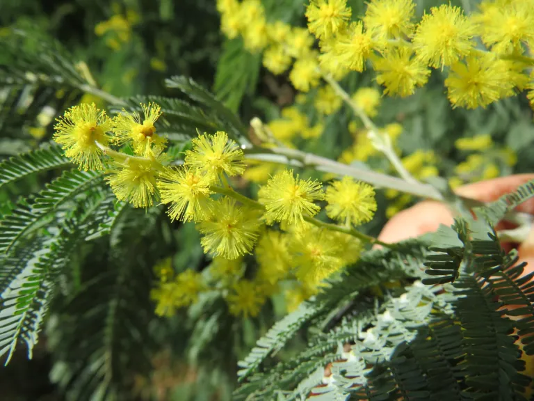 Acacia dealbata