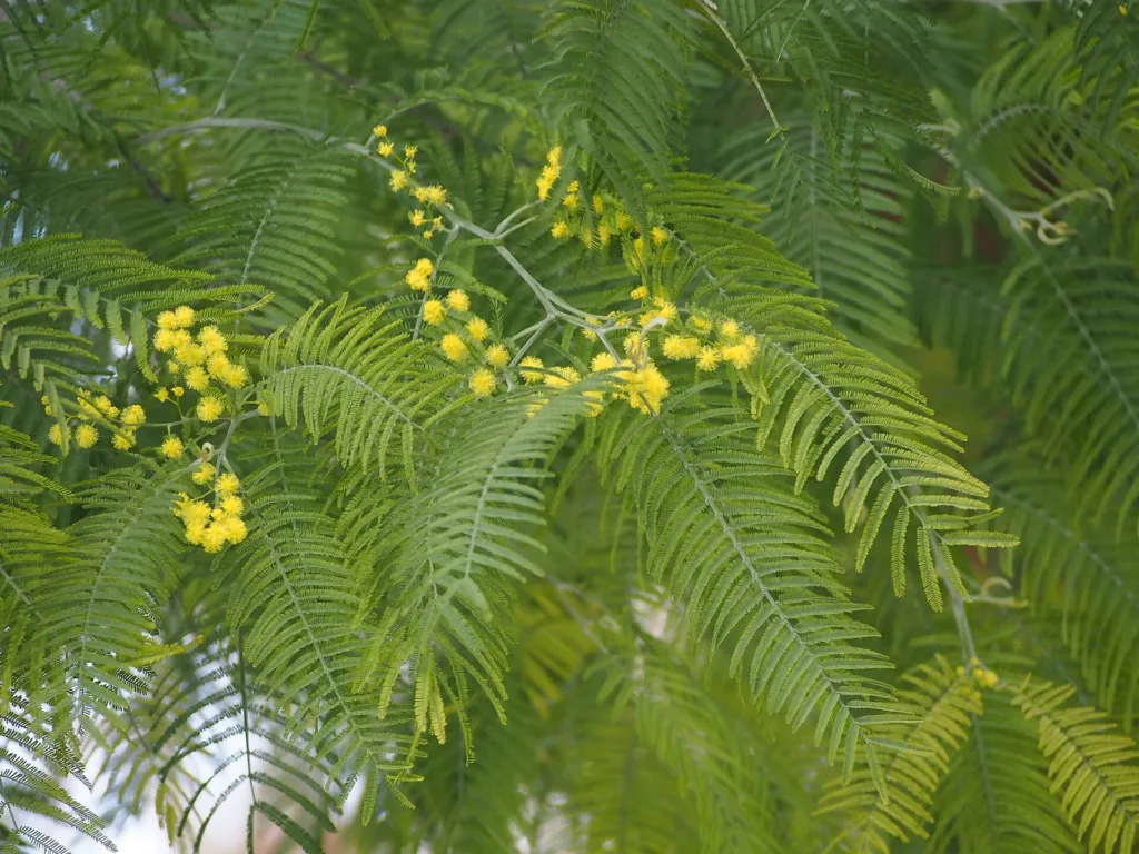 Silberakazie (Acacia dealbata) – im Garten, Pflanzenfoto