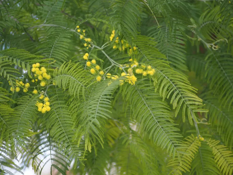 Silver Wattle (Acacia dealbata) – in a garden setting, plant photo