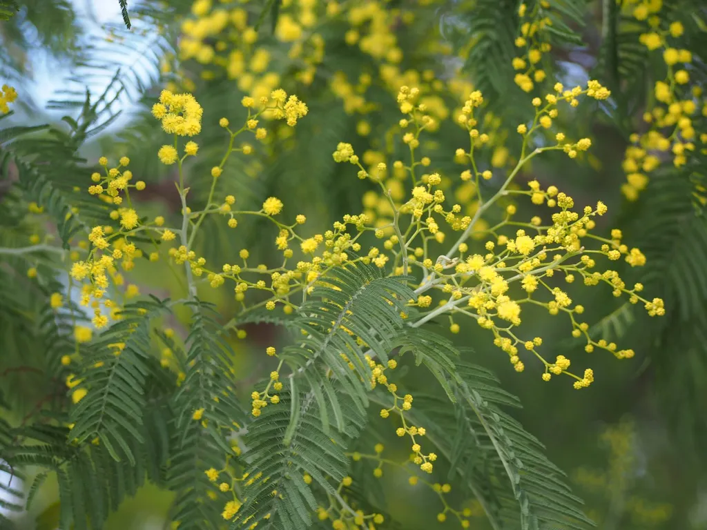 Silberakazie (Acacia dealbata) – im Garten, Pflanzenfoto