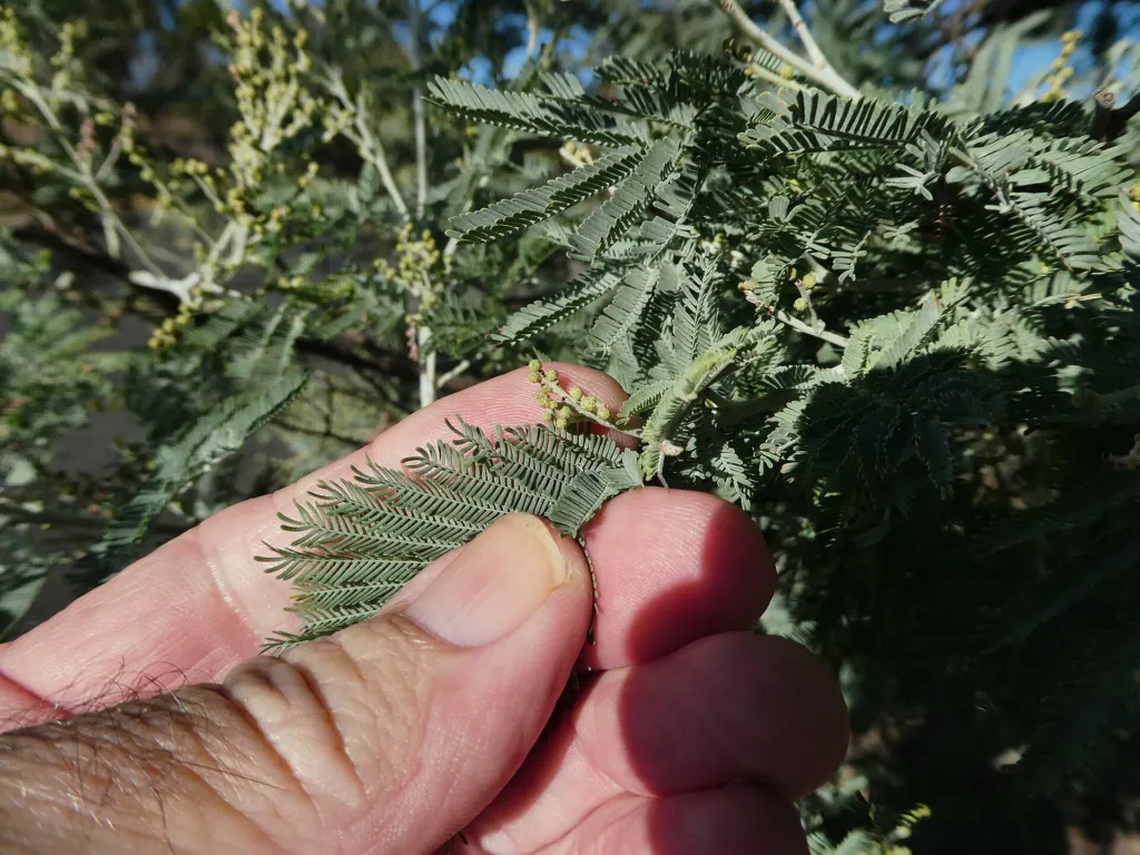 Silberakazie (Acacia dealbata) – Blüten in Nahaufnahme, Pflanzenfoto