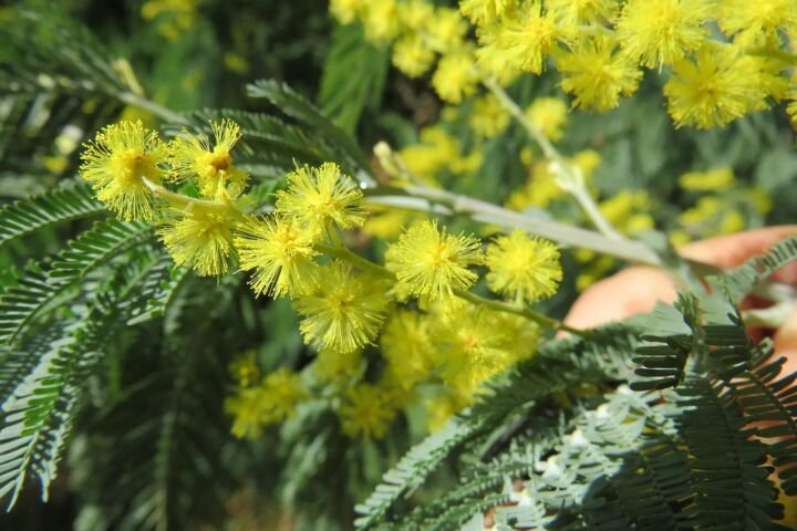 Acacia dealbata