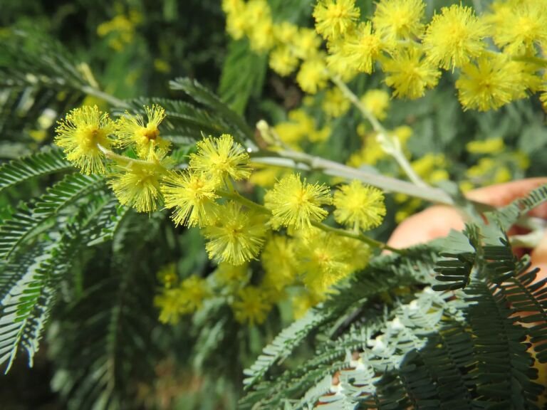 Acacia dealbata