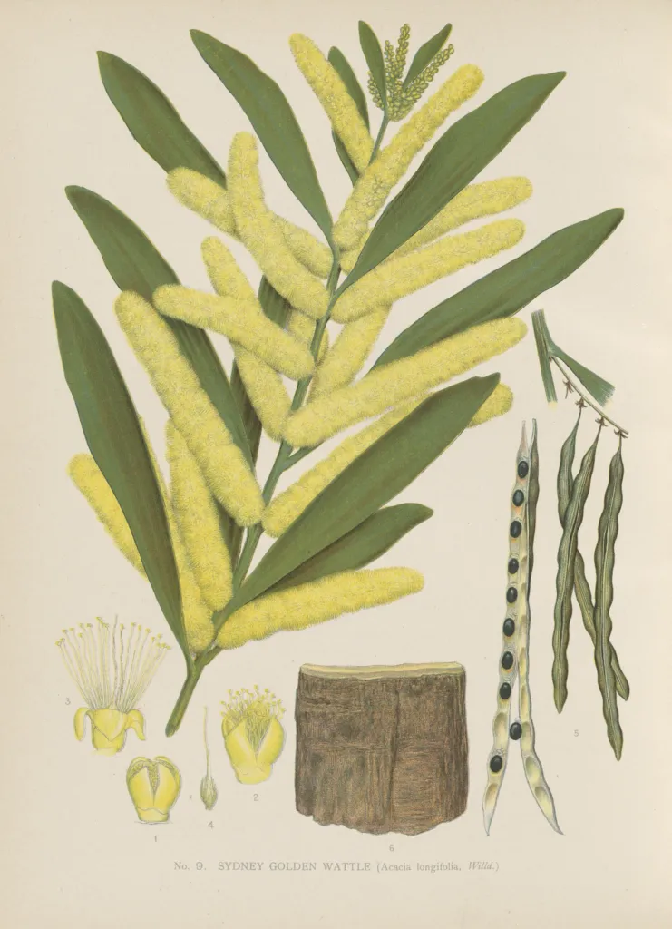 Longleaf Wattle (Acacia longifolia) – characteristic appearance, plant photo