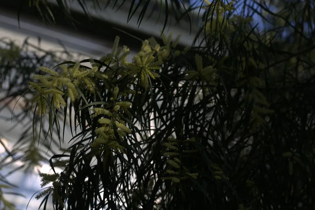 Longleaf Wattle (Acacia longifolia) – in a garden setting, plant photo